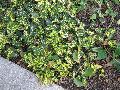 Variegated Trailing Abutilon